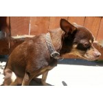 Luxury Star Rubberized Collar